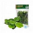 Lime leaves, frozen, 100g